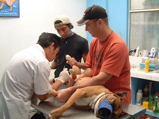 ed Assisting with Phoenix's Neutering