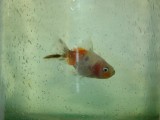 Bubba the Goldfish