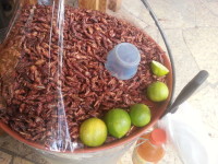 Fried Grasshoppers Mexico