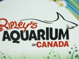 Ripleys Aquarium of Canada Graphic