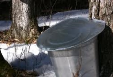 Maple Tree Tapped for Sap