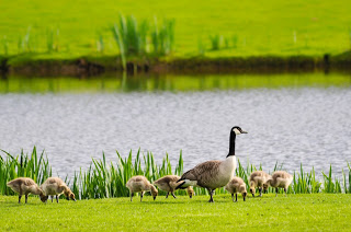 Stock Picture of Canadian Geese