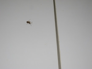 Mosquito Carcass Mosquito Carcass