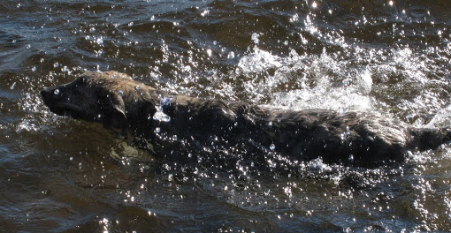 Dog Swimming in the Lake