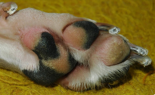 Reinas Paw Pad
