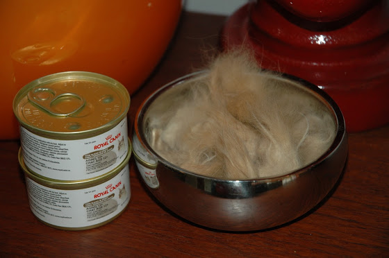 Bowl of Aries Cat Fur Bowl of Aries Cat Fur