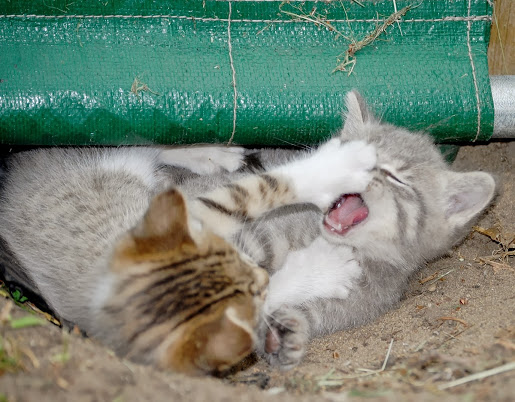 Cats Fighting Morgue Stock Photo
