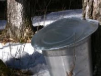 Maple Tree Tapped for Sap