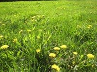 Dandelions as Far as the Eye can See